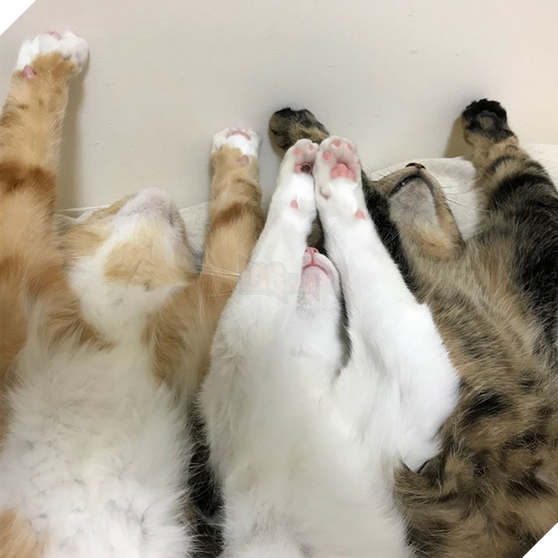 Ngay cả đổi sang tư thế nằm ngửa cũng phải cùng nhau.