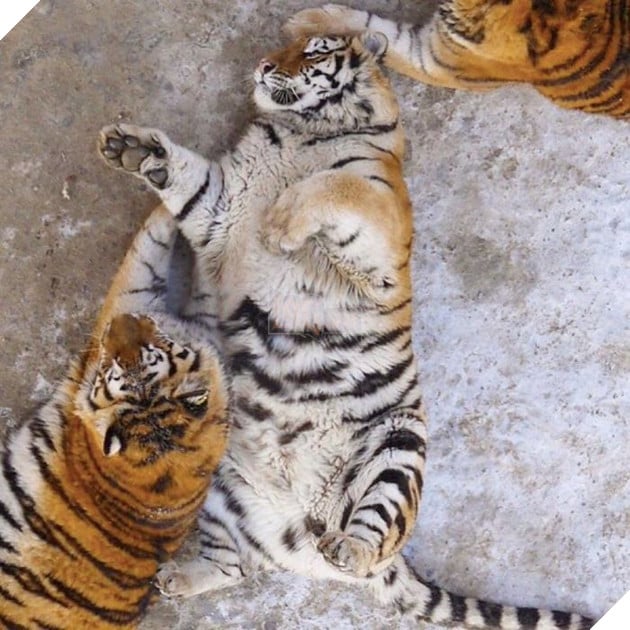 Đùa tí thôi mà bồ, làm gì căng thế.
Đùa tí thôi mà bồ, làm gì căng thế.
