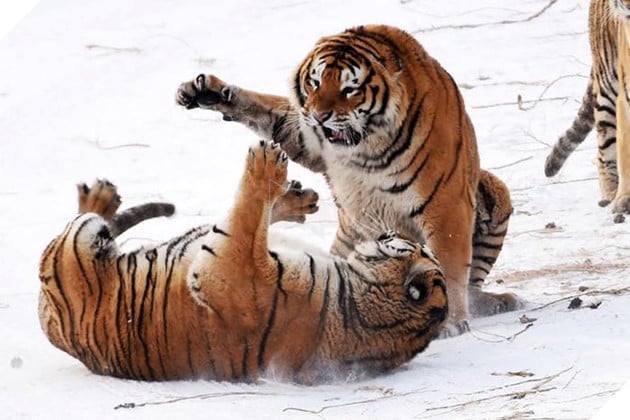 Hai đứa kia, giỡn cho cố rồi đè ra đánh nhau đi. Tao cho "nát đít" bây giờ.
Hai đứa kia, giỡn cho cố rồi đè ra đánh nhau đi. Tao cho "nát đít" bây giờ.