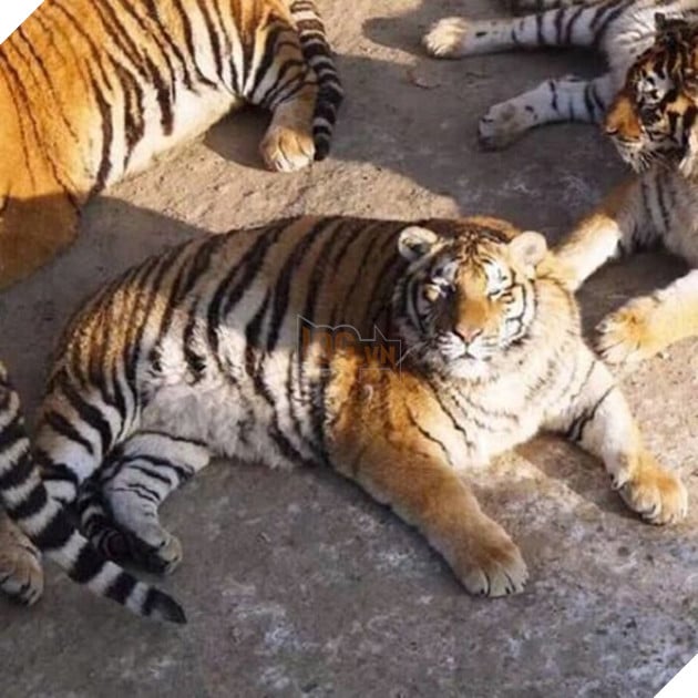 Nhìn gì mà nhìn? Có yêu không mà nhìn?
Nhìn gì mà nhìn? Có yêu không mà nhìn?