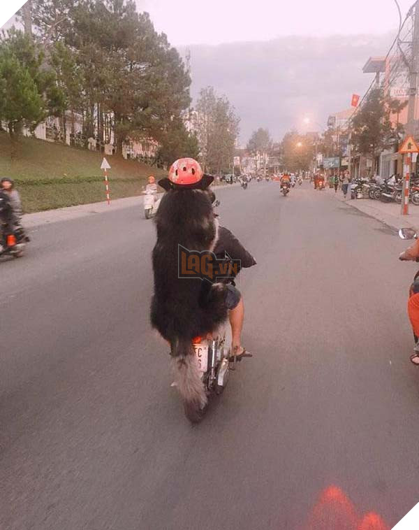 Nam thanh nien di cup sau deo “Dai tuong” truoc deo “Hoang Thuong” tai Da Lat gay nao loan goc duong pho 3 Nam thanh niên đi cup sau đèo “Đại tướng” trước đèo “Hoàng Thượng” tại Đà Lạt gây náo loạn góc đường phố 3