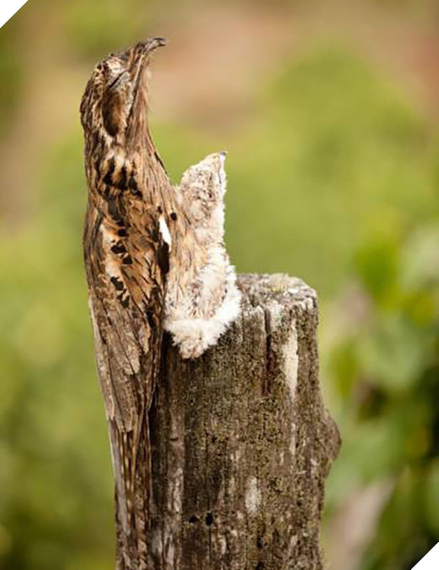 [Vui] Những hình ảnh khiến bạn cảm thấy lú lẫn chẳng biết đường nào mà lần - Ảnh 8.