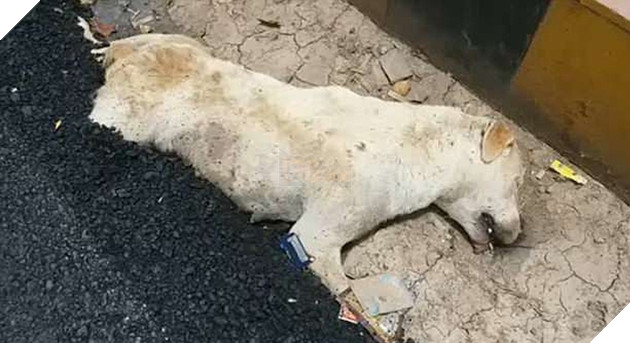 Ba sinh mang nho bi nhua duong giu chat boi hung than hac in do su tac trach cua cong nhan 6 Ba sinh mạng nhỏ bị nhựa đường giữ chặt bởi hung thần hắc ín do sự tắc trách của công nhân 6
