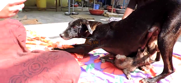Ba sinh mang nho bi nhua duong giu chat boi hung than hac in do su tac trach cua cong nhan 5 Ba sinh mạng nhỏ bị nhựa đường giữ chặt bởi hung thần hắc ín do sự tắc trách của công nhân 5