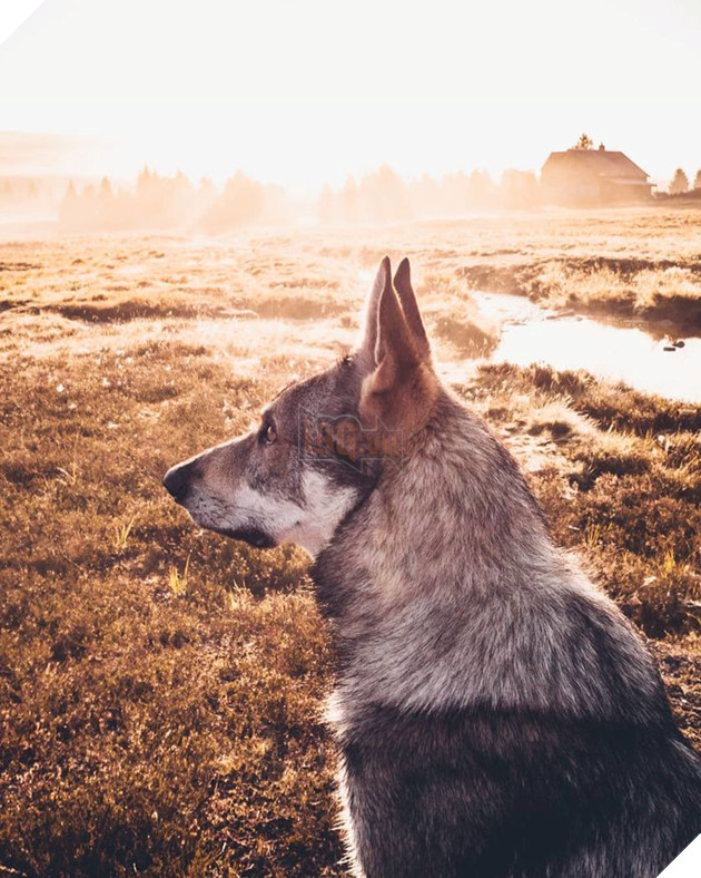 Bộ ảnh: Có Đại Boss theo mọi bước chân thế này, du lịch 1 mình còn gì đáng sợ nữa đâu!