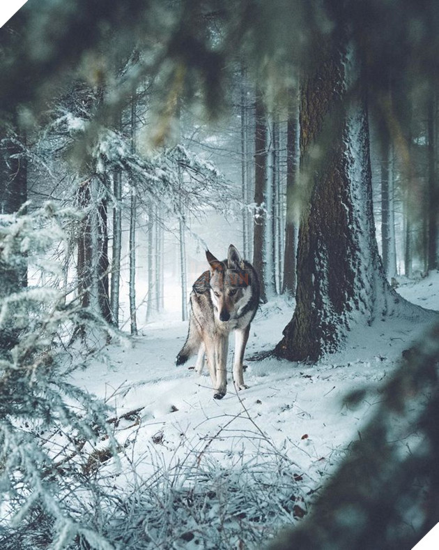 Bộ ảnh: Có Đại Boss theo mọi bước chân thế này, du lịch 1 mình còn gì đáng sợ nữa đâu!