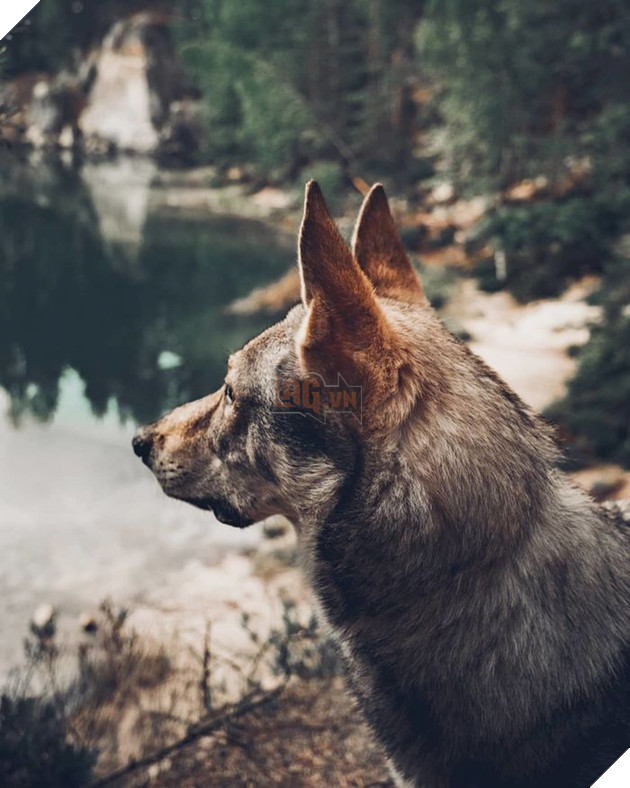 Bộ ảnh: Có Đại Boss theo mọi bước chân thế này, du lịch 1 mình còn gì đáng sợ nữa đâu!