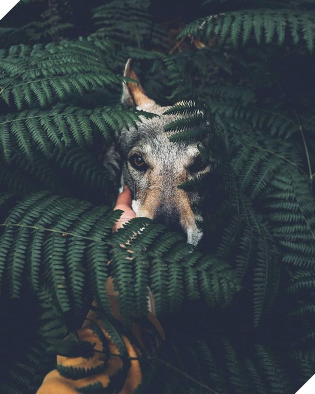 Bộ ảnh: Có Đại Boss theo mọi bước chân thế này, du lịch 1 mình còn gì đáng sợ nữa đâu!