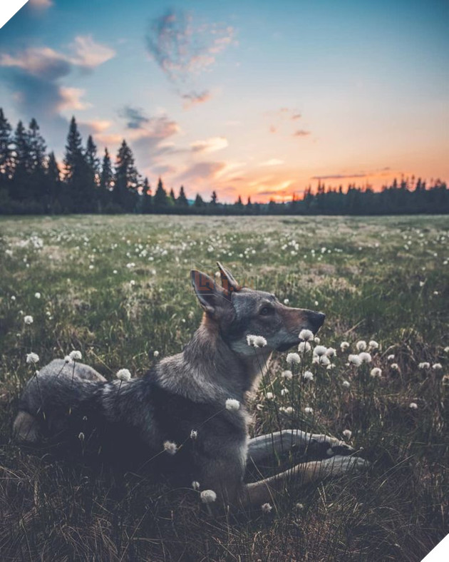 Bộ ảnh: Có Đại Boss theo mọi bước chân thế này, du lịch 1 mình còn gì đáng sợ nữa đâu!