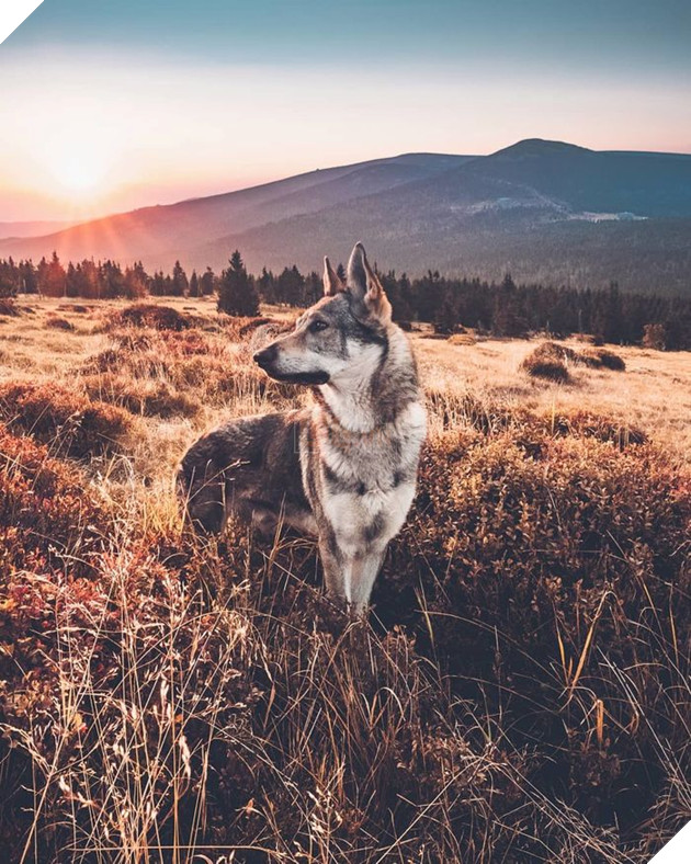 Bộ ảnh: Có Đại Boss theo mọi bước chân thế này, du lịch 1 mình còn gì đáng sợ nữa đâu!