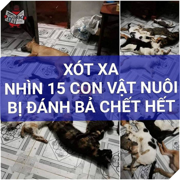 Quá đau xót: Trở về nhà, cô gái bàng hoàng khi cả 15 con vật nuôi bị trúng bả cùng 1 lúc