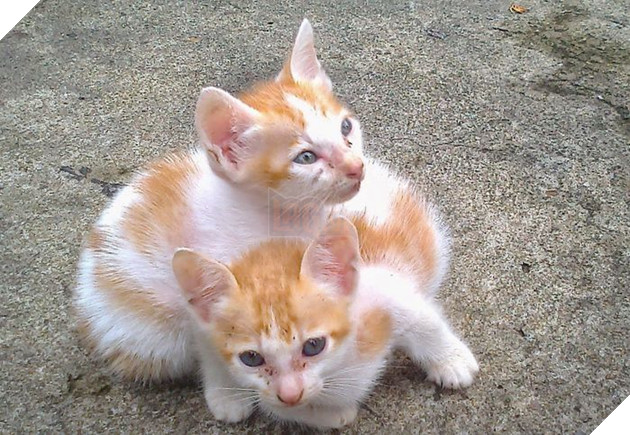 Quá đau xót: Trở về nhà, cô gái bàng hoàng khi cả 15 con vật nuôi bị trúng bả cùng 1 lúc