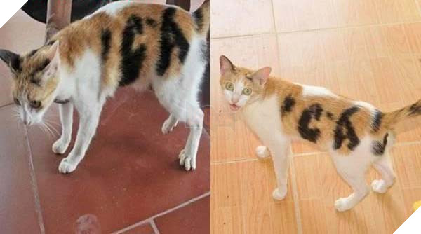 Meo cung ngo nghinh voi vet bot hinh chu ca tai Quang Binh Mèo cưng ngộ nghĩnh với vết bớt hình chữ cá tại Quảng Bình