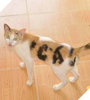 Meo cung ngo nghinh voi vet bot hinh chu ca tai Quang Binh 2 Mèo cưng ngộ nghĩnh với vết bớt hình chữ cá tại Quảng Bình 2