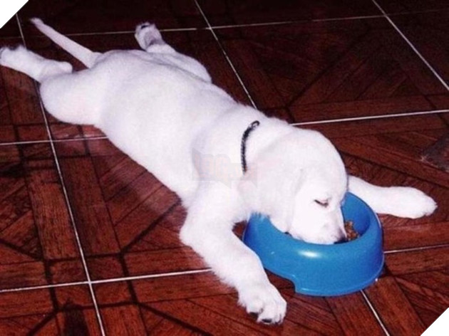 Sắp tết đến nơi các Boss dọn dẹp vất vả đến nỗi vừa ăn vừa ngủ thế này có chết không cơ chứ