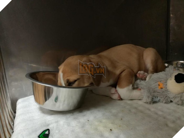 Sắp tết đến nơi các Boss dọn dẹp vất vả đến nỗi vừa ăn vừa ngủ thế này có chết không cơ chứ 3