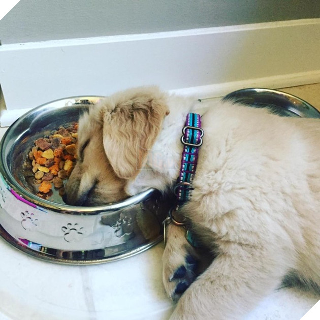 Sắp tết đến nơi các Boss dọn dẹp vất vả đến nỗi vừa ăn vừa ngủ thế này có chết không cơ chứ 4