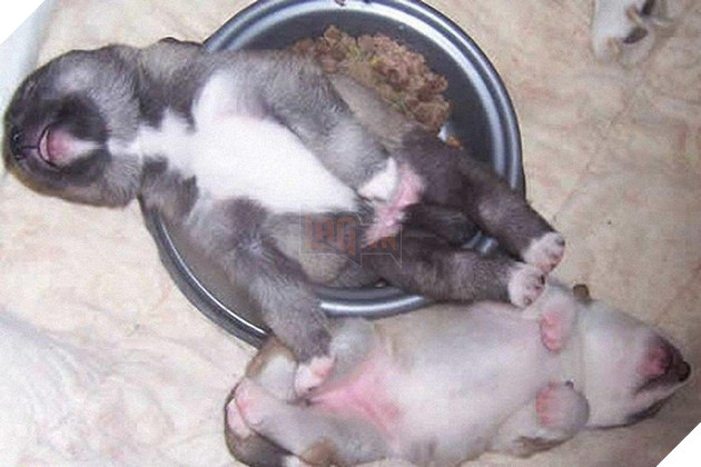 Sắp tết đến nơi các Boss dọn dẹp vất vả đến nỗi vừa ăn vừa ngủ thế này có chết không cơ chứ 6