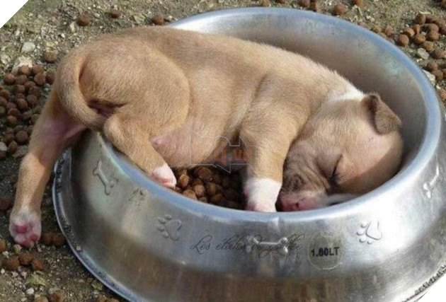 Sắp tết đến nơi các Boss dọn dẹp vất vả đến nỗi vừa ăn vừa ngủ thế này có chết không cơ chứ 7