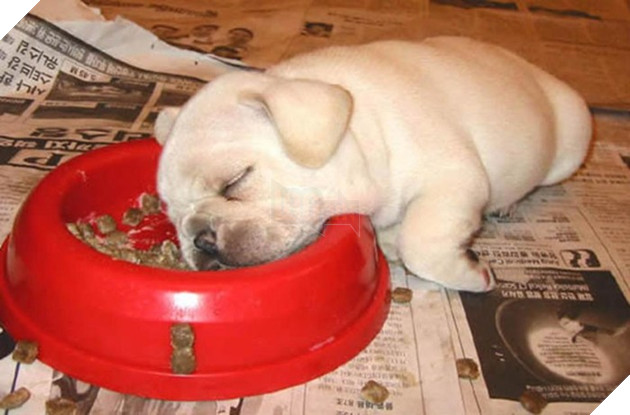 Sắp tết đến nơi các Boss dọn dẹp vất vả đến nỗi vừa ăn vừa ngủ thế này có chết không cơ chứ 8