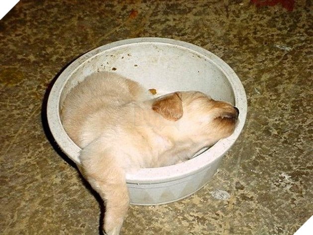 Sắp tết đến nơi các Boss dọn dẹp vất vả đến nỗi vừa ăn vừa ngủ thế này có chết không cơ chứ 9