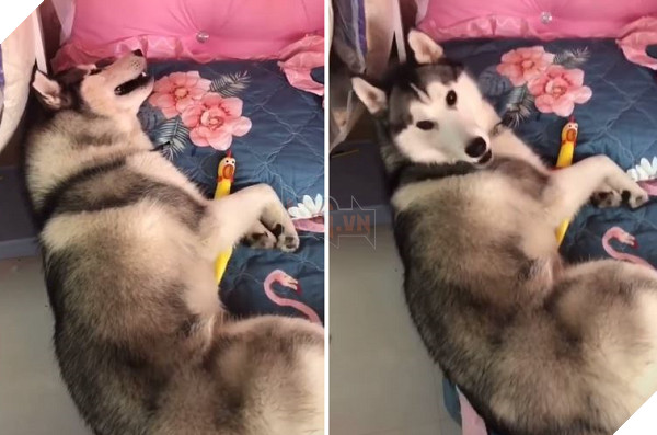 Thích nằm điều hòa nhưng bị cấm cản, phản ứng của ‘ngáo’ Husky khiến ai cũng phải bật cười