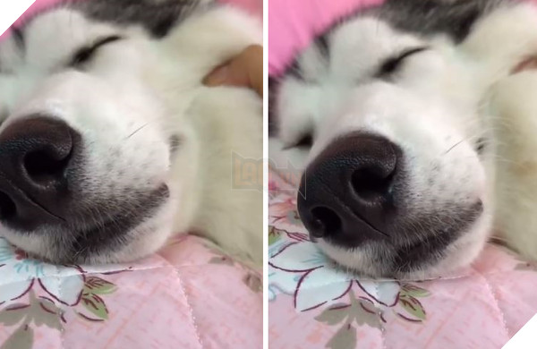 Thích nằm điều hòa nhưng bị cấm cản, phản ứng của ‘ngáo’ Husky khiến ai cũng phải bật cười 2