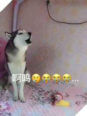 Thích nằm điều hòa nhưng bị cấm cản, phản ứng của ‘ngáo’ Husky khiến ai cũng phải bật cười 3