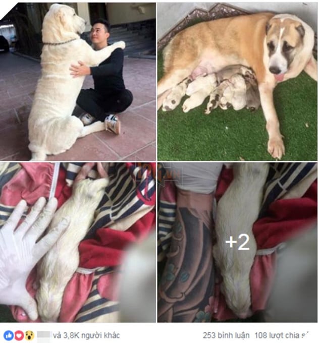 CĐM trầm trồ chiêm ngưỡng giống chó cỡ bự Alabai thuần chủng đầu tiên được sinh sản tại Việt Nam