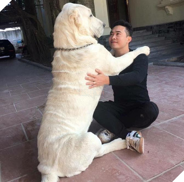 CĐM trầm trồ chiêm ngưỡng giống chó cỡ bự Alabai thuần chủng đầu tiên được sinh sản tại Việt Nam 2