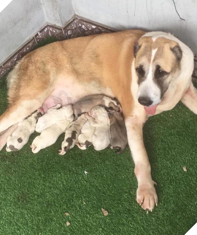 CĐM trầm trồ chiêm ngưỡng giống chó cỡ bự Alabai thuần chủng đầu tiên được sinh sản tại Việt Nam 4