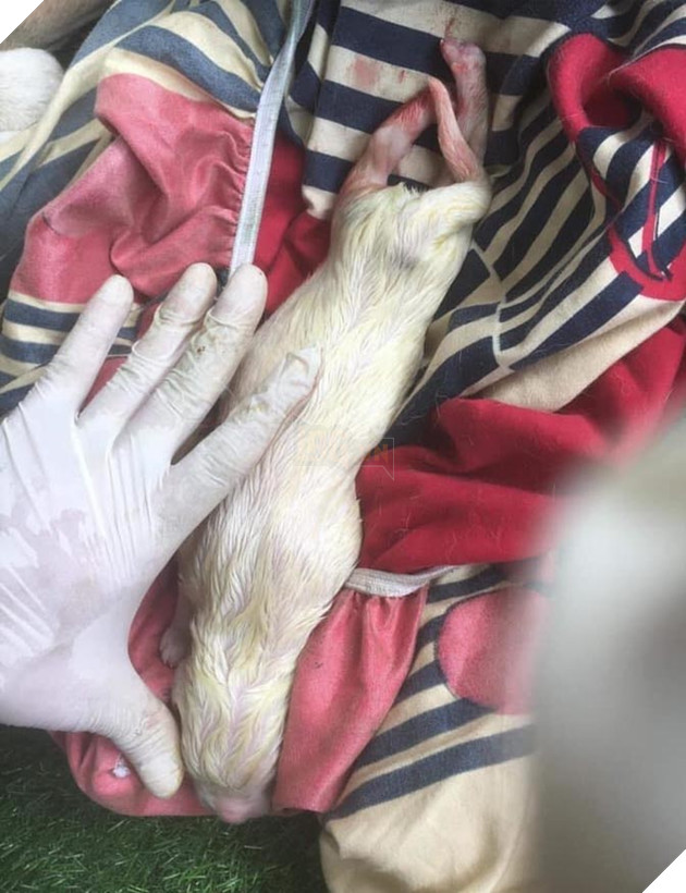 CĐM trầm trồ chiêm ngưỡng giống chó cỡ bự Alabai thuần chủng đầu tiên được sinh sản tại Việt Nam 3