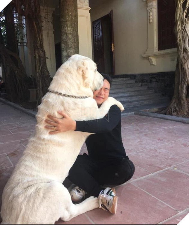 CĐM trầm trồ chiêm ngưỡng giống chó cỡ bự Alabai thuần chủng đầu tiên được sinh sản tại Việt Nam 5