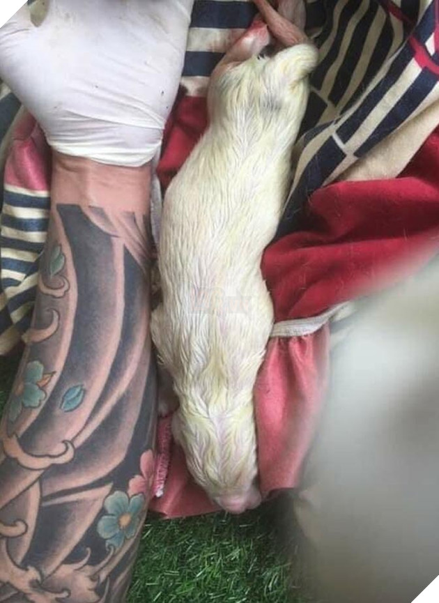 CĐM trầm trồ chiêm ngưỡng giống chó cỡ bự Alabai thuần chủng đầu tiên được sinh sản tại Việt Nam 6