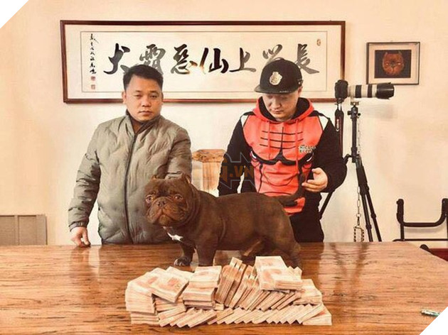 Chú chó trị giá 2,6 tỷ đồng mà đại gia Biên Hòa lặn lội sang Trung Quốc mua bằng được là giống cơ bắp siêu khủng, đắt nhất thế giới - Ảnh 1.