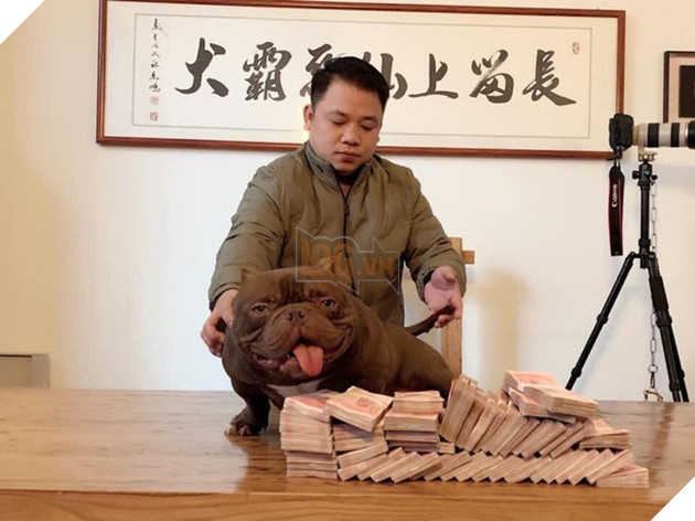 Chú chó trị giá 2,6 tỷ đồng mà đại gia Biên Hòa lặn lội sang Trung Quốc mua bằng được là giống cơ bắp siêu khủng, đắt nhất thế giới - Ảnh 2.