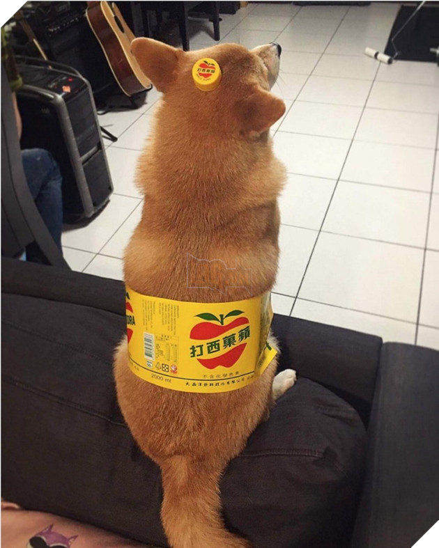 Những hình ảnh siêu yêu của chú chó Shiba tinh nghịch khi cosplay