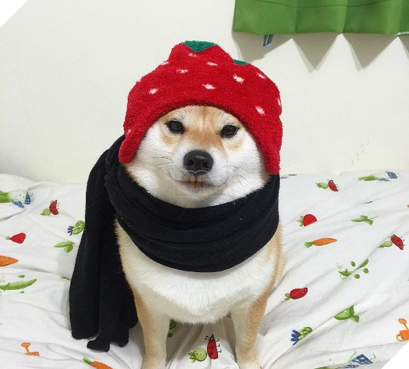 Những hình ảnh siêu yêu của chú chó Shiba tinh nghịch khi cosplay 10