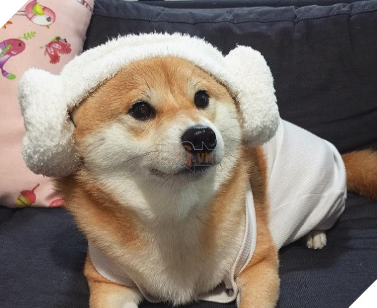Những hình ảnh siêu yêu của chú chó Shiba tinh nghịch khi cosplay 11