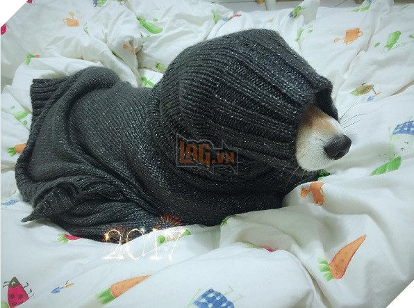 Những hình ảnh siêu yêu của chú chó Shiba tinh nghịch khi cosplay 12