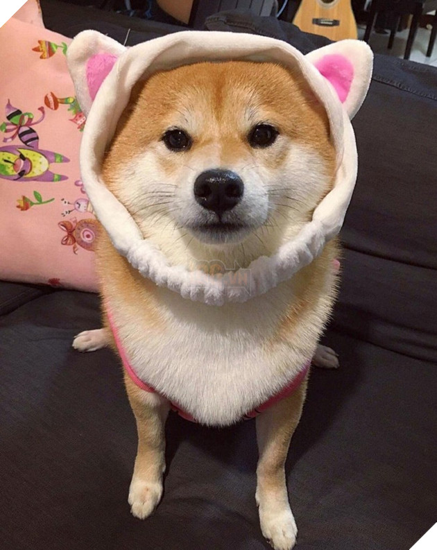 Những hình ảnh siêu yêu của chú chó Shiba tinh nghịch khi cosplay 3