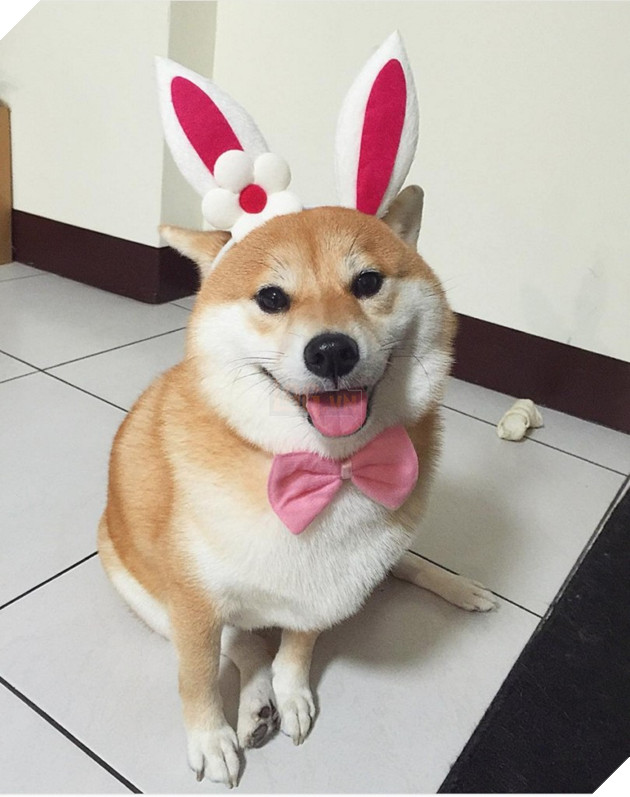 Những hình ảnh siêu yêu của chú chó Shiba tinh nghịch khi cosplay 4