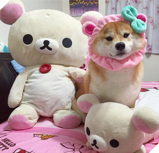 Những hình ảnh siêu yêu của chú chó Shiba tinh nghịch khi cosplay 5