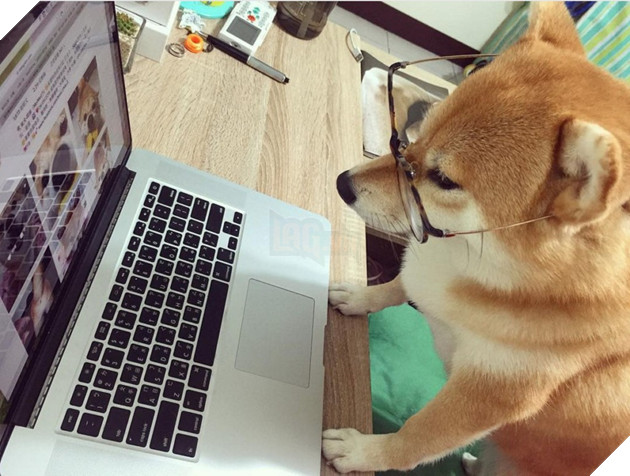 Những hình ảnh siêu yêu của chú chó Shiba tinh nghịch khi cosplay 6