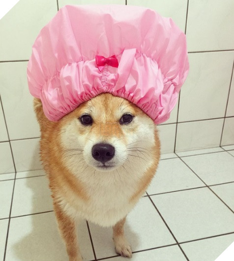 Những hình ảnh siêu yêu của chú chó Shiba tinh nghịch khi cosplay 7