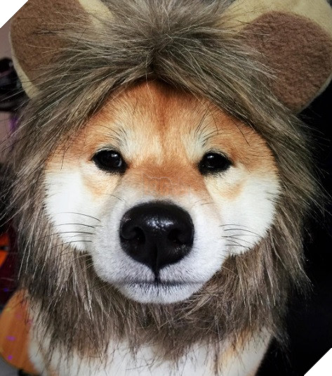 Những hình ảnh siêu yêu của chú chó Shiba tinh nghịch khi cosplay 8