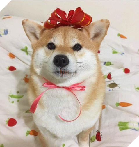 Những hình ảnh siêu yêu của chú chó Shiba tinh nghịch khi cosplay 9