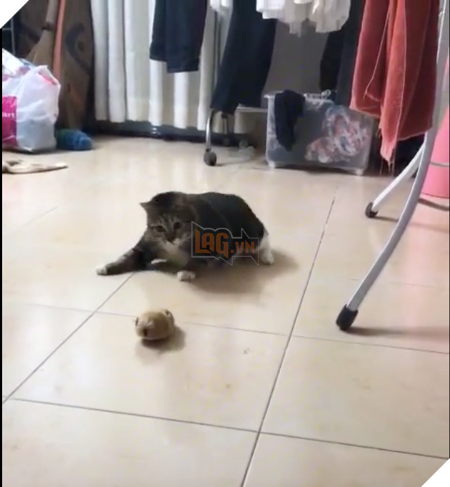 Boss à! Ai đời Sen bắt nạt, chó cào cấu chẳng sợ trời không sợ đất chỉ sợ mỗi…chuột