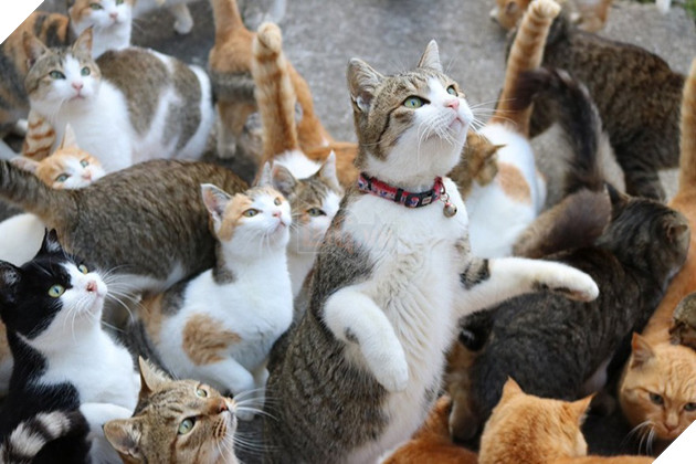 Đằng sau những con mèo bị bấm cụt tai là câu chuyện cảm động về cách người Nhật đối xử với chúng - Ảnh 1.