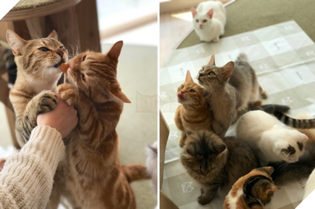 Đằng sau những con mèo bị bấm cụt tai là câu chuyện cảm động về cách người Nhật đối xử với chúng - Ảnh 6.